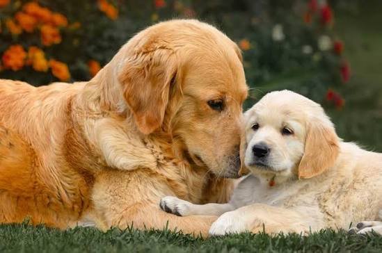 golden retriever