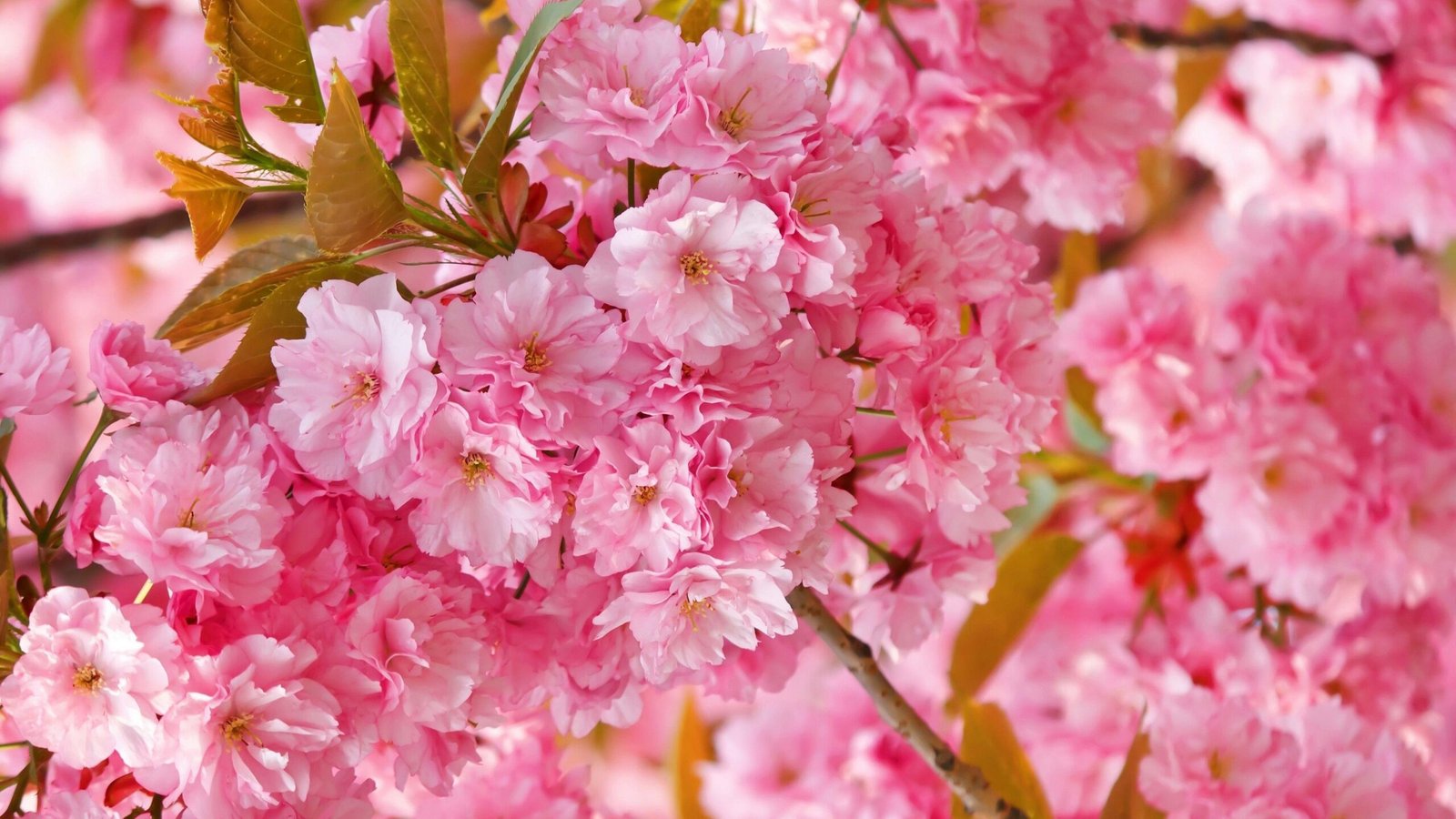 cherrysakura